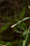 American bird's-foot trefoil